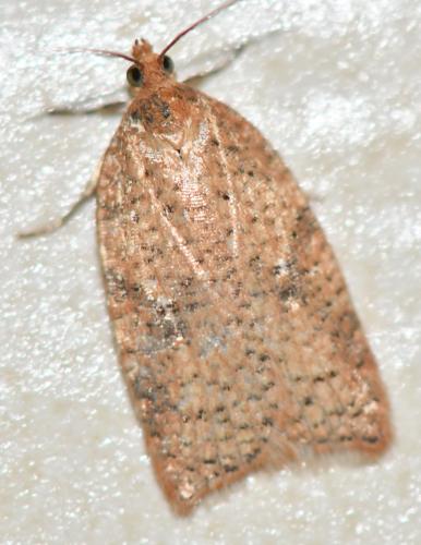 Acleris sp.
